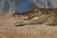 Krokodyl bahenni - Crocodylus palustris - Mugger Swamp Crocodile o1052